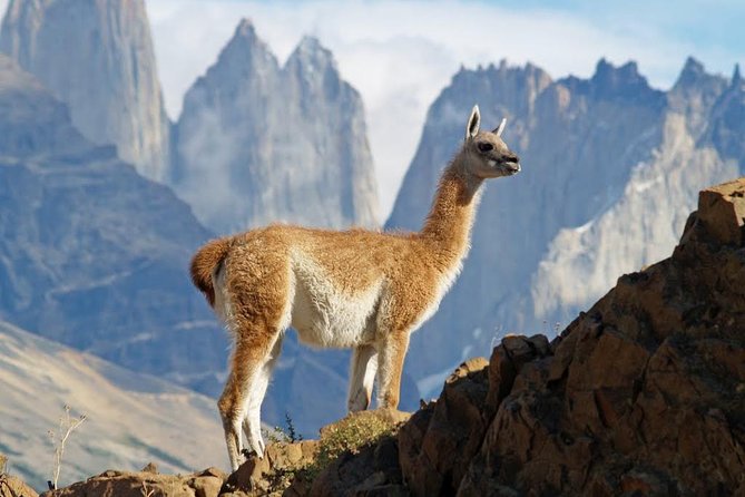 Self Drive Experience in Torres del Paine National Park - 6 Days - Day 1 in Punta Arenas: Cerro Mirador, cemetery gardens, and Cross Hill views
