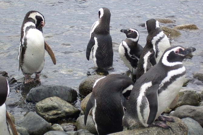 Shore Excursion: Magellan Penguins Natural Reserve in Magdalena Island from Punta Arenas - Check-in in Punta Arenas and Your Morning Schedule