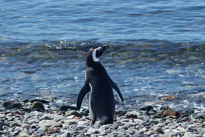Shore Excursion: Magellan Penguins Natural Reserve in Magdalena Island from Punta Arenas - One Hour at the Penguin Reserve: What That Walk Feels Like