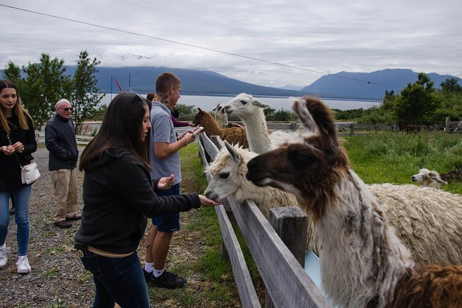 Shore Excursion: Petrohue Waterfalls, Frutillar & Puerto Varas - Guide and driver teamwork, from Emily and Ignacio to the dedicated driver role