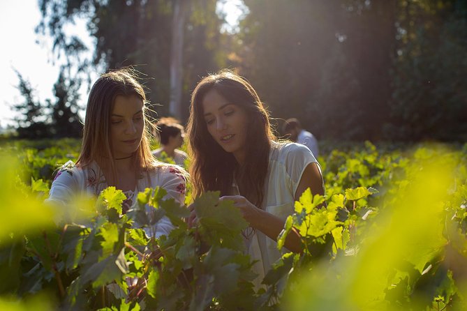 Small-Group Half Day Tour to Concha y Toro Winery - Concha y Toro: Gardens, Family Estate Walk, and Three Wines