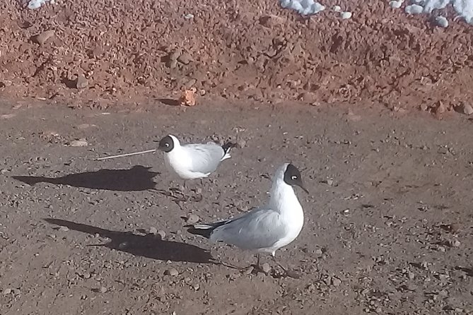 Tatio Geysers - Stop 1: Geyser del Tatio and the 20-minute admission window