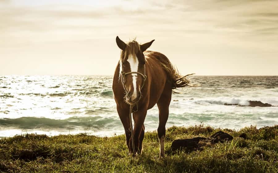 Terevaka Horse Excursion: The highest point and 360° view. - Who Should Book This Terevaka Horse Excursion