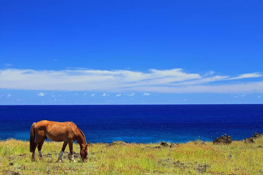 Terevaka Horse Excursion: The highest point and 360° view. - From Your Hotel to the Saddle: Timing and Pace