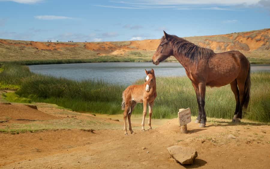 Terevaka Horse Excursion: The highest point and 360° view. - The Summit Moment: 360° Views and Cultural Meaning at Terevaka