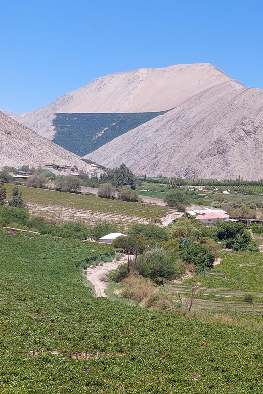 The Magnificient Elqui Valley Grand Tour - Papayas Olivier and Felarnia: a fruity stop that leads into wine