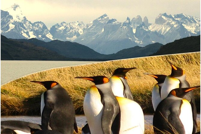 Torres del Paine & Tierra del Fuego ( king penguis) - Torres del Paine Day: Lake Sarmiento, Lenga Forest, and the Gray Glacier Viewpoint