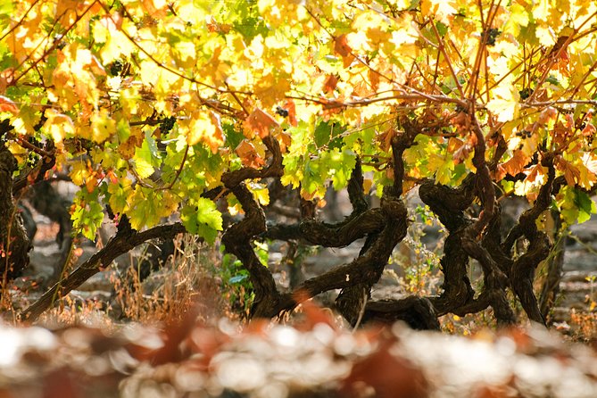 Traditional Wine Tour in Viña Cousiño Macul Official English - Stop at Viña Cousiño Macul: vines, history, and the guided walk
