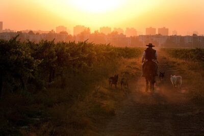 Traditional Wine Tour in Viña Cousiño Macul Official English