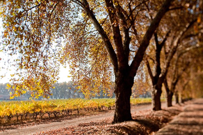 Traditional Wine Tour in Viña Cousiño Macul Official English - The three-wine tasting: what you get, and how the tasting style can affect your experience