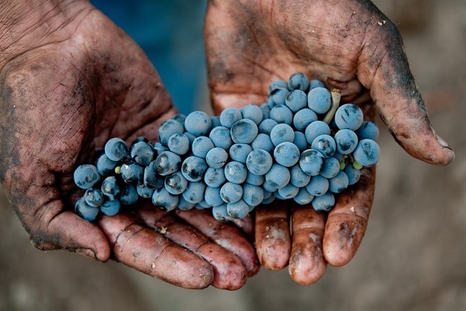 Traditional Wine Tour in Viña Cousiño Macul Official English - Guides in English: how names like Diego and Jose connect the dots