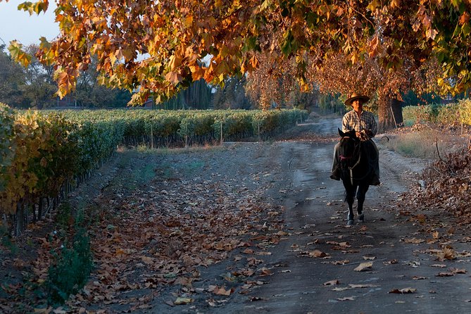 Traditional Wine Tour in Viña Cousiño Macul Official English - Price and value: why $26 can work well here