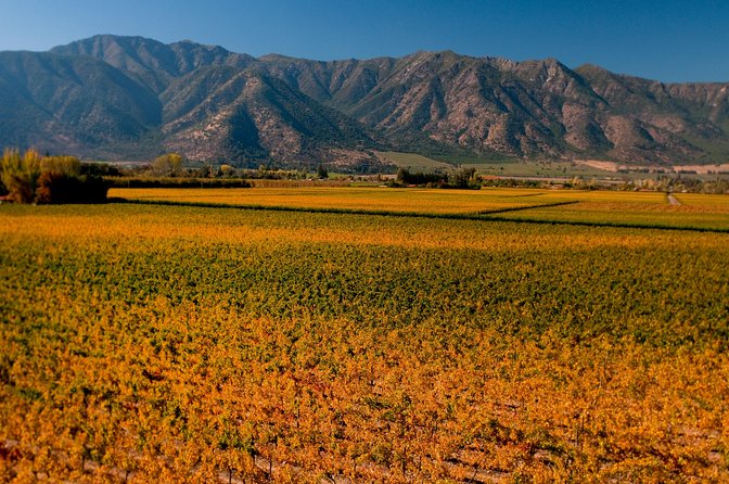 Traditional Wine Tour in Viña Cousiño Macul Official English - Meeting at Av. Quilín 7100, and getting there without drama