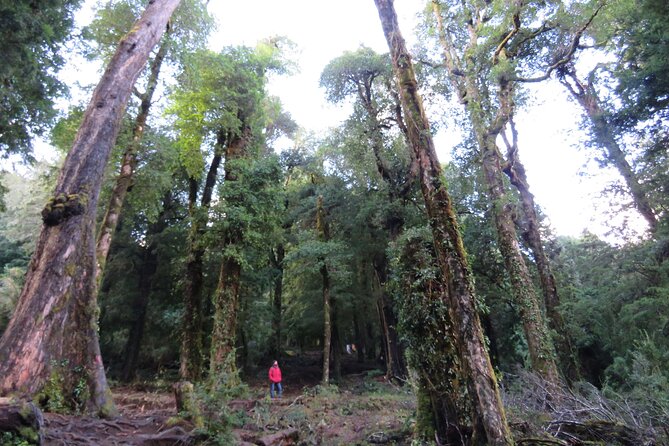 Trekking Huerquehue - Wildlife Chances: Condors, Foxes, and Pudus (How to Think About It)