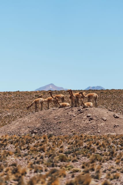 Triple tour: Red stones, highland lagoons and Chaxa Lagoon - Socaire village: adobe life and desert culture in one stop