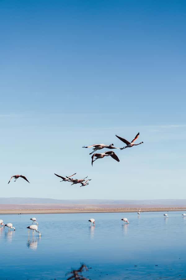 Triple tour: Red stones, highland lagoons and Chaxa Lagoon - Miscanti and Miñiques lagoons: calm water with a volcanic backdrop