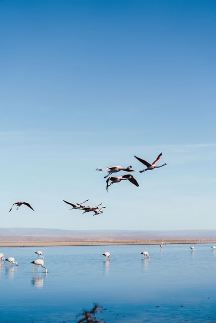Triple tour: Red stones, highland lagoons and Chaxa Lagoon - Laguna Chaxa in Los Flamencos National Reserve: flamingos and the salt-flat contrast