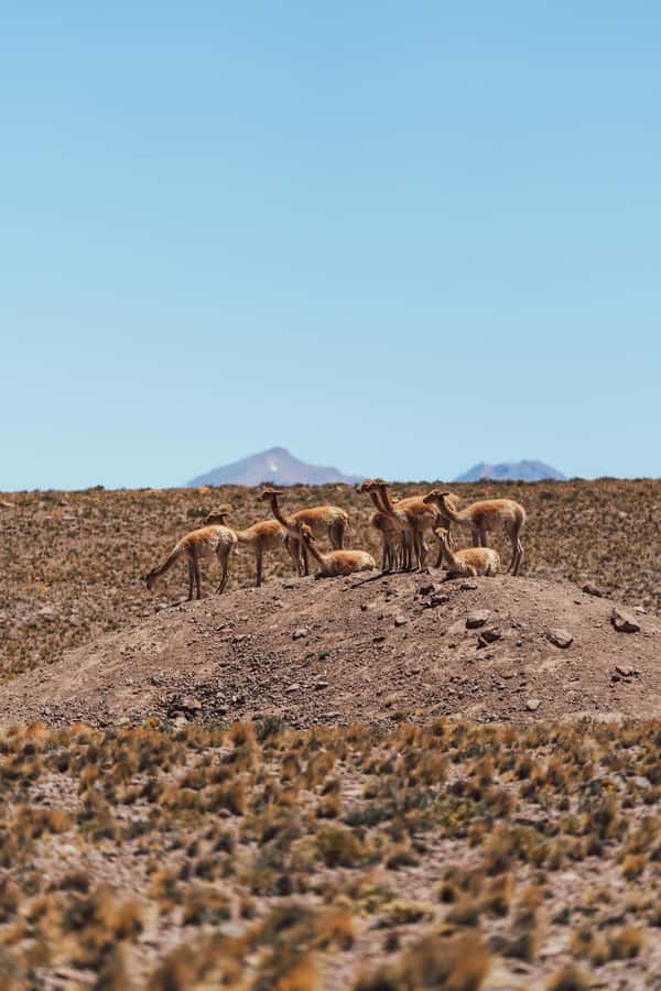 Triple tour: Red stones, highland lagoons and Chaxa Lagoon - Price and park fees: what $85 does and does not cover