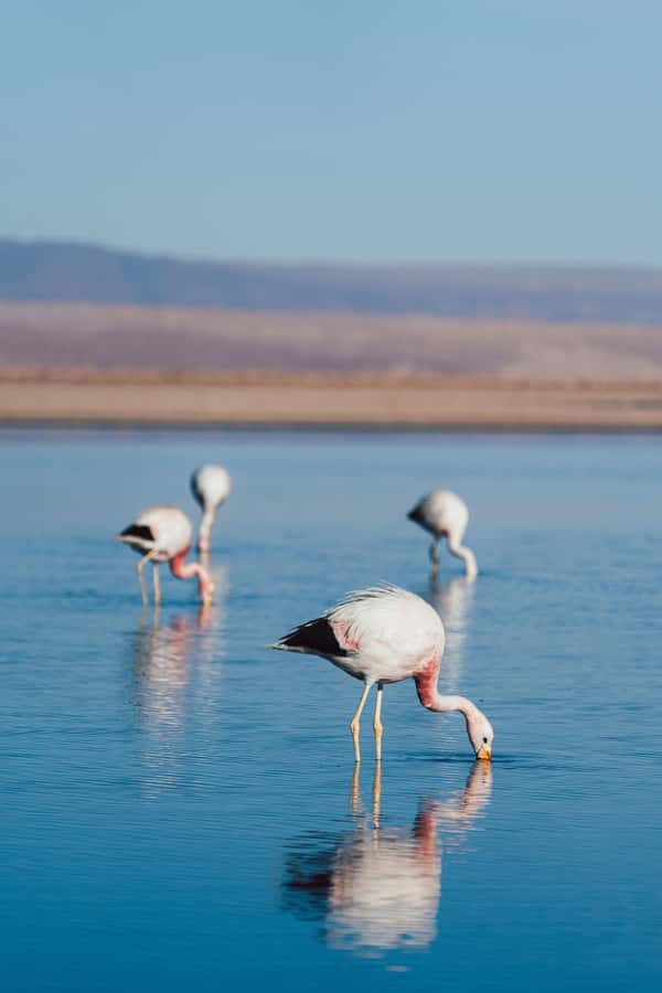 Triple tour: Red stones, highland lagoons and Chaxa Lagoon - Pickup, shared van pace, and altitude reality check