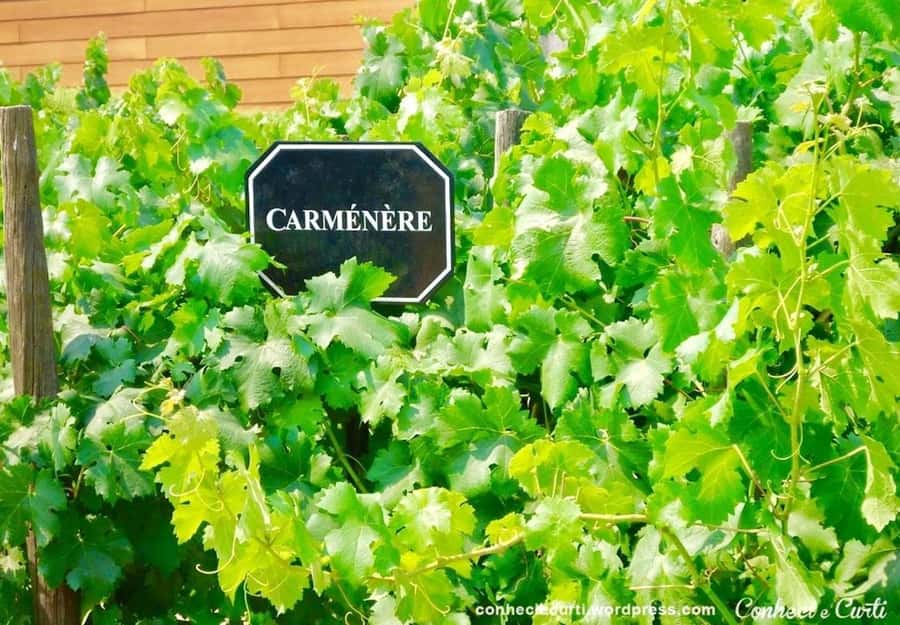 Undurraga Wine tour - Key Things You’ll Notice on the Undurraga Tour