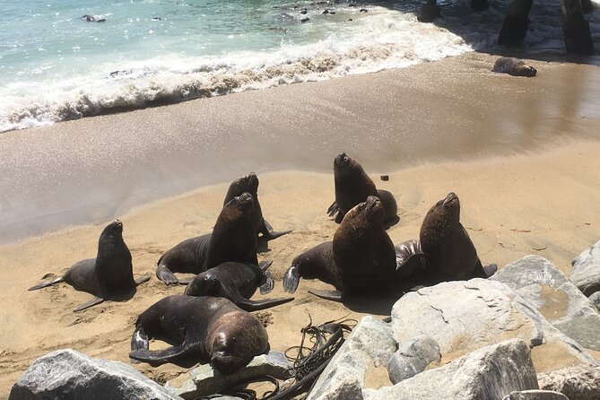 Valparaiso, Viña del M, Vineyard testing, Sea lions, Boat ride - Valparaíso Fish Market and Sea Lions at Caleta Portales