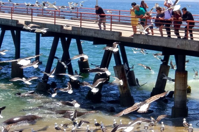 Valpo in 1 day: Authentic + Famous! Semi-private walking tour & public transport - Old town lanes, Paseo 21 de Mayo views, and a historic elevator climb