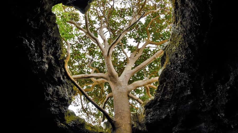 Volcanic Refuges: Excursion to Underground Civilization - Guide-led walking: why “with a guide” is the difference-maker
