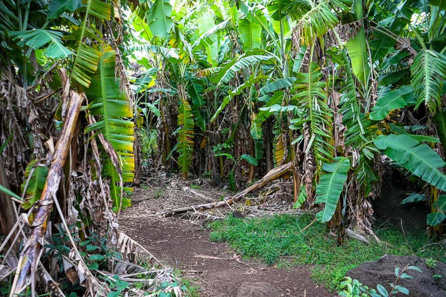Volcanic Refuges: Excursion to Underground Civilization - Hanga Roa pickup: easy start, start on time