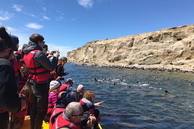 Walk alongside Penguins on Magdalene Island and navigate Marta Island - Isla Magdalena and Marta Island: why this is a great Punta Arenas half-day