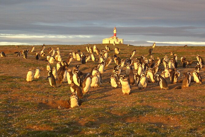 Walk alongside Penguins on Magdalene Island and navigate Marta Island - Isla Magdalena: your hour-long penguin walk (and how to get the best photos)