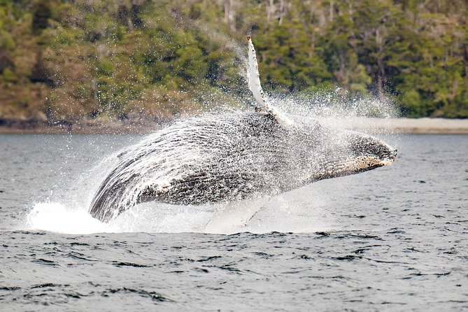 Whale and Glacier Watching from Punta Arenas Francisco Coloane Park - Quick hits that matter