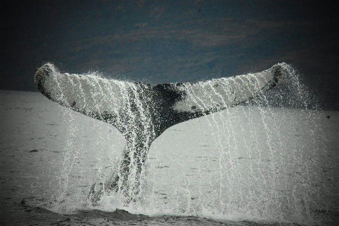 Whale and Glacier Watching from Punta Arenas Francisco Coloane Park - Why Cabo Froward and the Strait of Magellan make this tour work