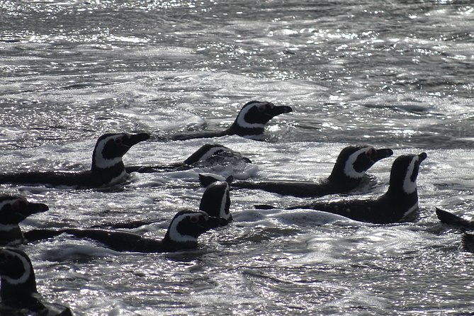 Whale and Glacier Watching from Punta Arenas Francisco Coloane Park - Francisco Coloane Marine Park cruising: whales, penguins, sea lions, and fjord views