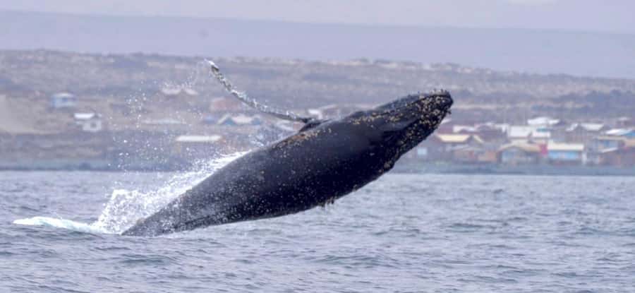 Whales & Humboldt Penguins: Chañaral or Damas island hiking - Coquimbo to Atacama: why this coast attracts whales and penguins