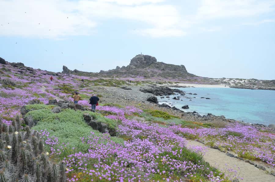 Whales & Humboldt Penguins: Chañaral or Damas island hiking - Isla Choros boat cruise: where the whale watching and marine life happen