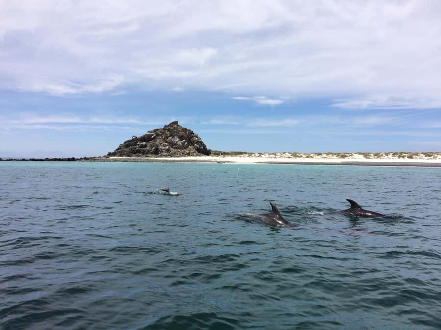 Whales & Humboldt Penguins: Chañaral or Damas island hiking - Isla Damas hiking: cactus, stone myths, and penguin country vibes