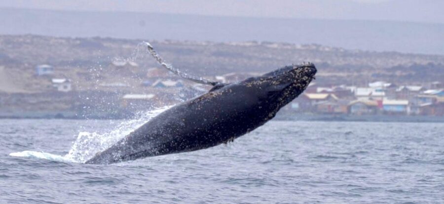 Whales & Humboldt Penguins: Chañaral or Damas island hiking - Los Choros lunch and drinks: good fuel after salt air