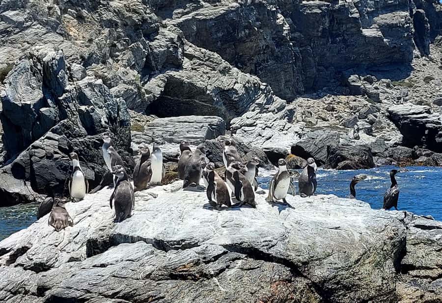 Whales & Humboldt Penguins: Chañaral or Damas island hiking - Quebrada de los Choros and Punta de Choros: the shore stops that matter