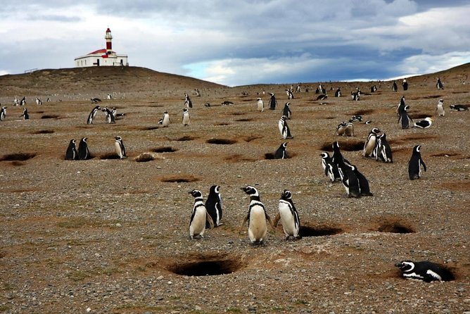 Whales, Penguins & Glaciers Navigation From Punta Arenas - Cabo Froward and the Strait of Magellan at dawn