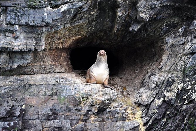 Whales, Penguins & Glaciers Navigation From Punta Arenas - The itinerary in plain English, stop by stop