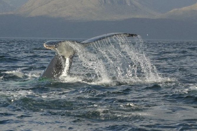 Whales, Penguins & Glaciers Navigation From Punta Arenas - Price, what you get, and if it is good value