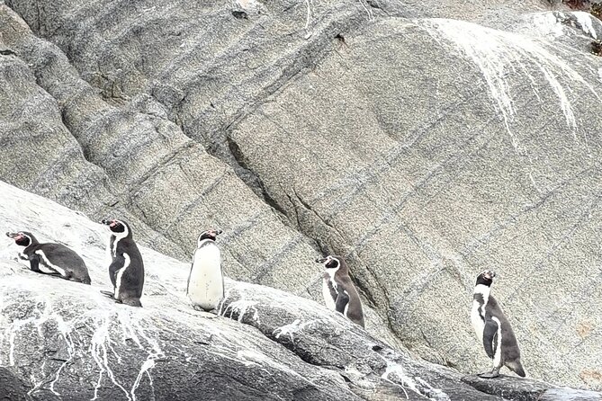 Zapallar and Papudo Tour with Penguins and Horseback Riding - Zapallar to Papudo in one day: the easy way to see the Central Coast