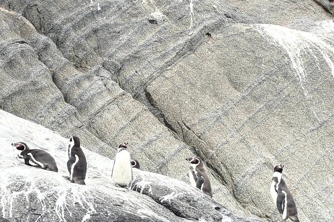 Zapallar and Papudo Tour with Penguins and Horseback Riding - Papudo beach break: a relaxed fishing village stop with real food options nearby