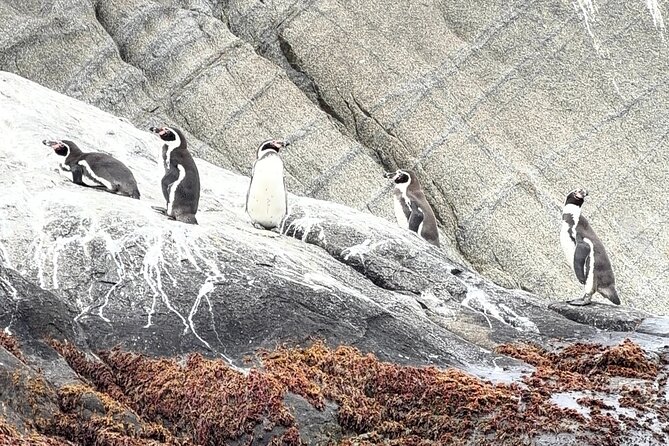 Zapallar and Papudo Tour with Penguins and Horseback Riding - Isla Cachagua by boat: Humboldt penguins where you can actually look for them