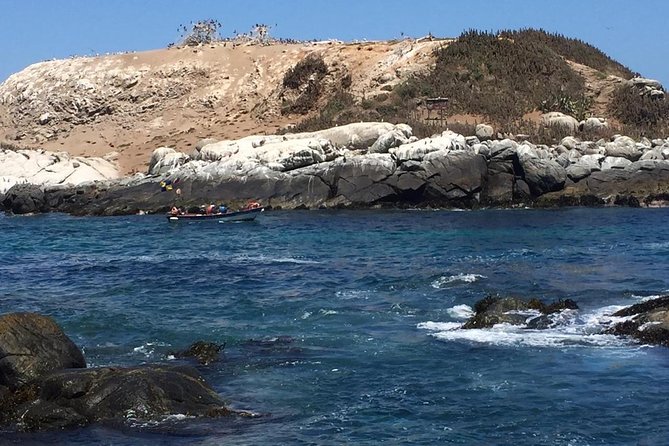 Zapallar Walking & Bird Watching Penguins From Valpo.Private Tour - Key Highlights You Can Plan Around
